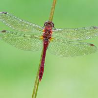 Ruddy Darter, male 1 